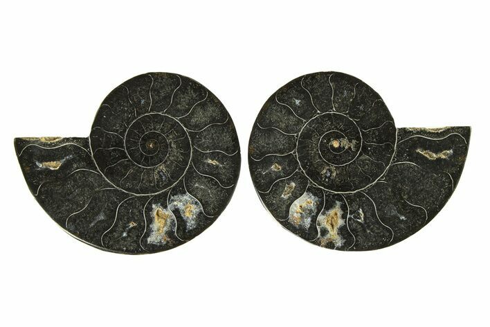 Cut & Polished Ammonite Fossil - Unusual Black Color #296276